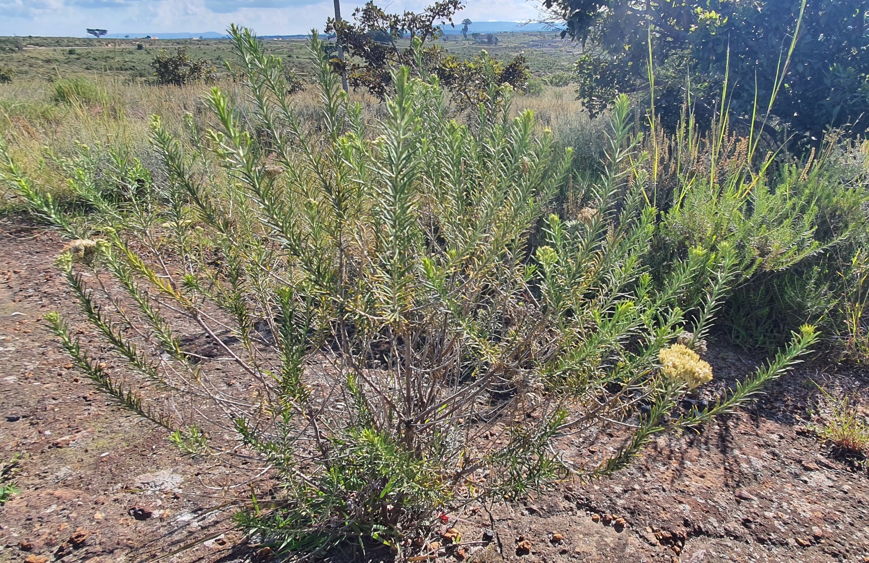 Immortelle Africaine: de la Plante à l'Huile Essentielle